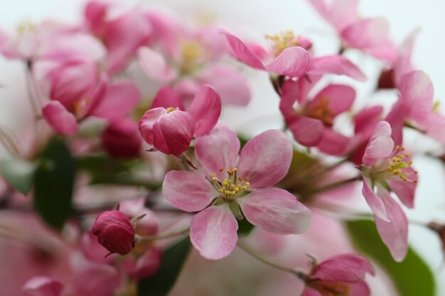 Gros plan ou fleurs de cerisier rose vif