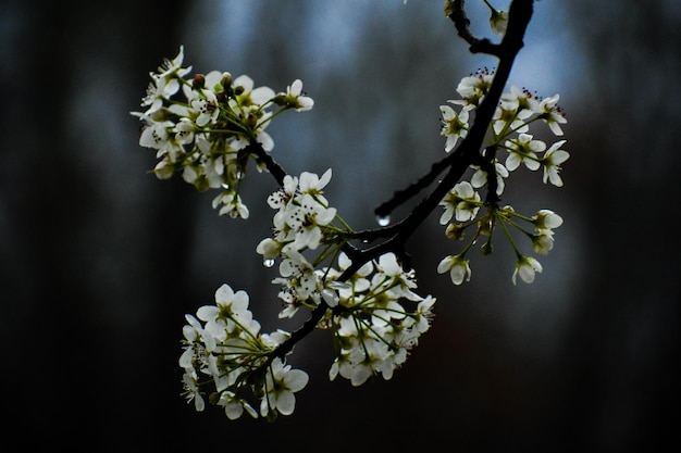 Un gros plan des fleurs de cerisiers blancs au printemps