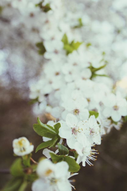 Photo un gros plan des fleurs de cerisiers blancs au printemps
