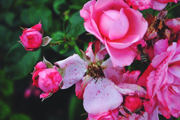 Photo un gros plan des fleurs de cerisiers roses