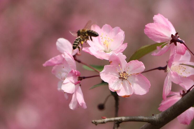 Photo un gros plan des fleurs de cerisiers roses