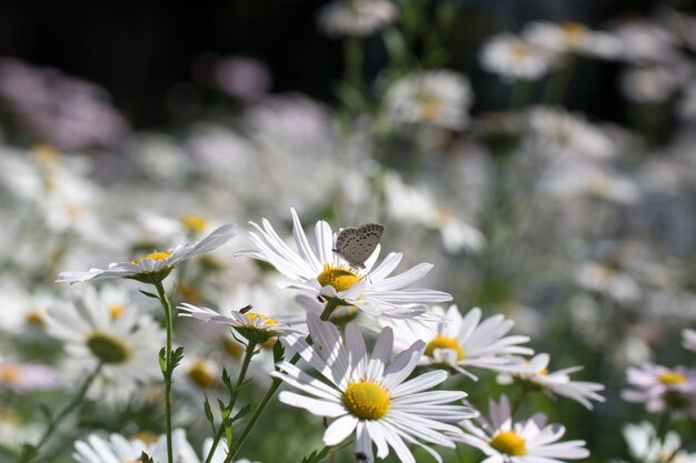 Gros plan sur les fleurs de chrysanthème de l'automne