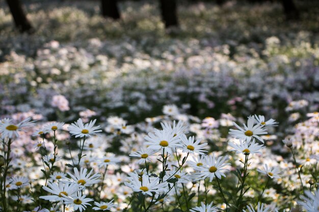 Gros plan sur les fleurs de chrysanthème de l'automne