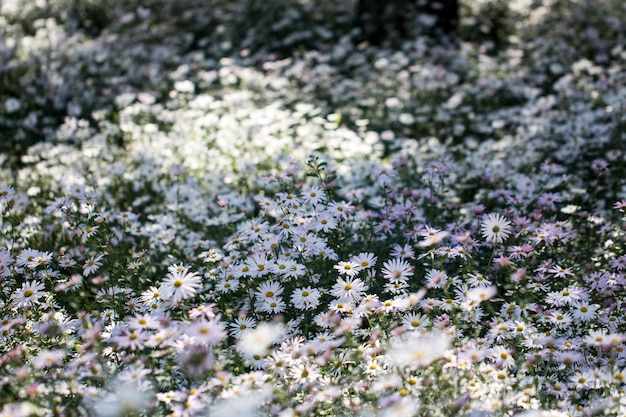 Gros plan sur les fleurs de chrysanthème de l'automne