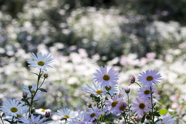 Gros plan sur les fleurs de chrysanthème de l'automne