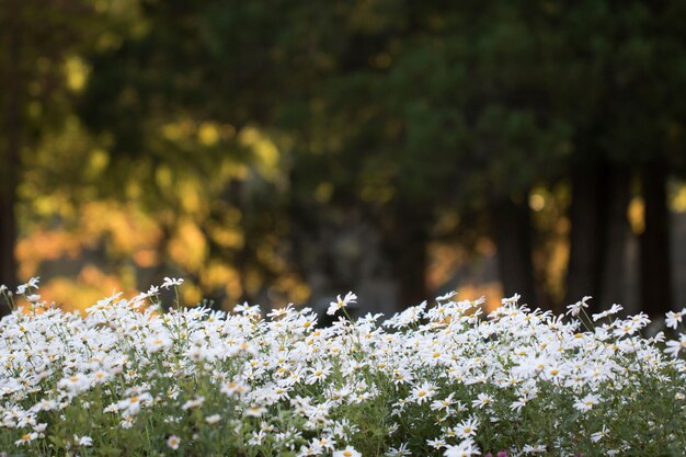Gros plan sur les fleurs de chrysanthème de l'automne