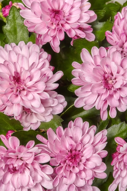 Gros plan de fleurs de chrysanthème rose, surface florale