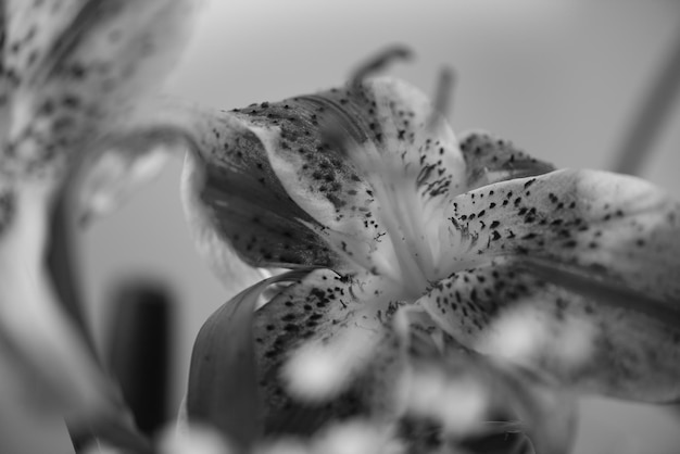 gros plan de fleurs colorées dans le salon de spa