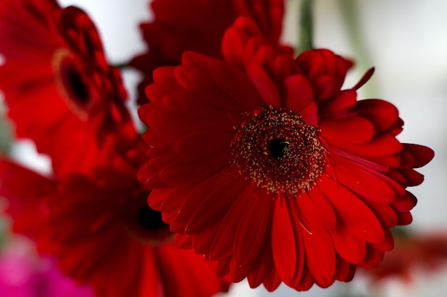 Gros plan, de, fleurs colorées