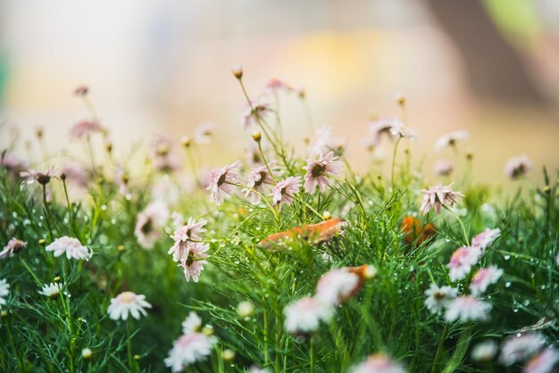 gros plan de fleurs colorées