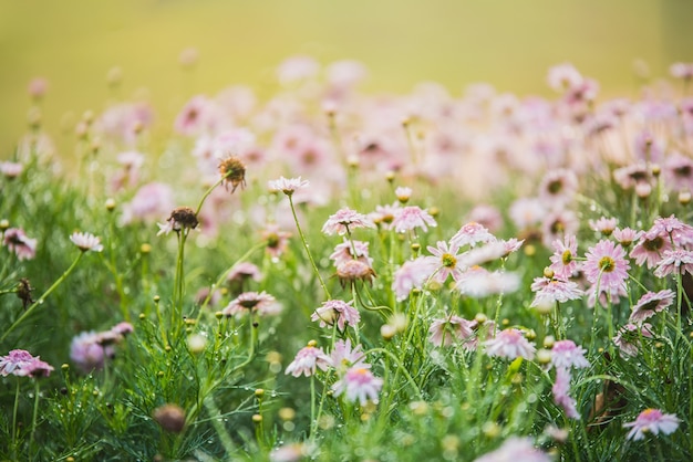 gros plan de fleurs colorées