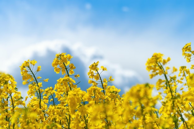 Gros plan de fleurs de colza contre un ciel bleu avec des nuages dans les rayons du soleil dans la nature au printemps