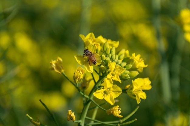 Gros plan de fleurs de colza doré