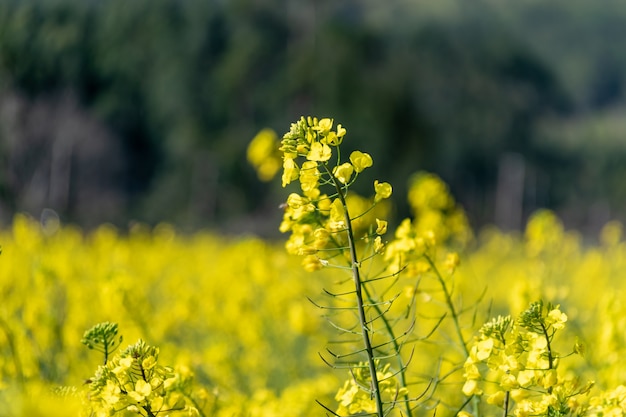 Gros plan de fleurs de colza doré