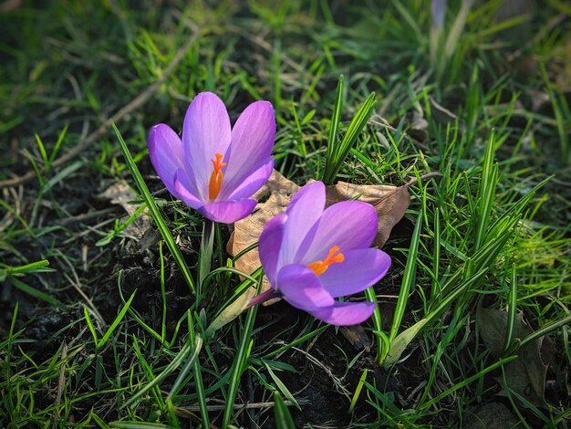 Photo un gros plan des fleurs de crocus violet sur le champ