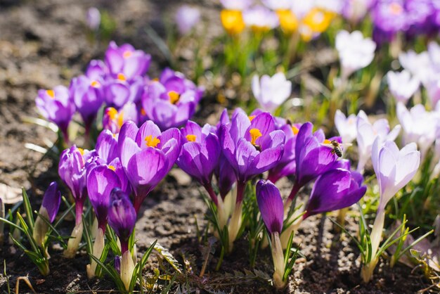 Gros plan de fleurs de crocus violet à fleurs printanières