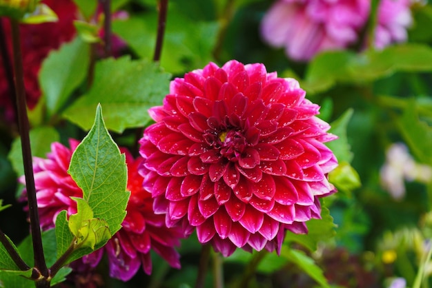 Gros plan de fleurs de dahlia colorées contre le vert