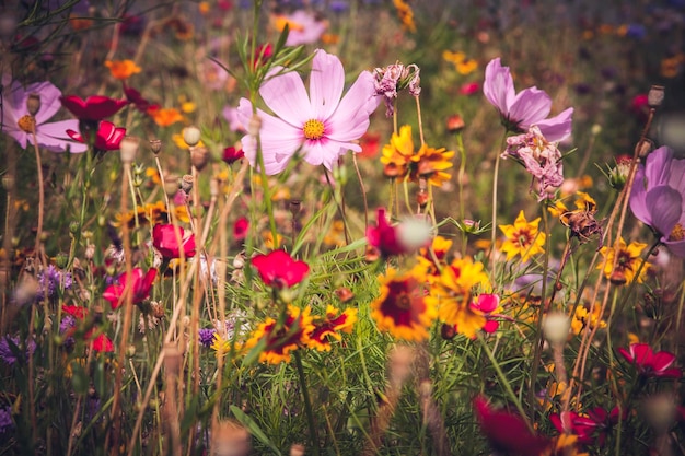 Un gros plan des fleurs dans le champ