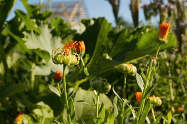 gros plan, de, fleurs, dans jardin