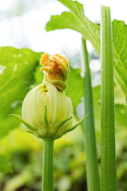 gros plan, de, fleurs, dans jardin