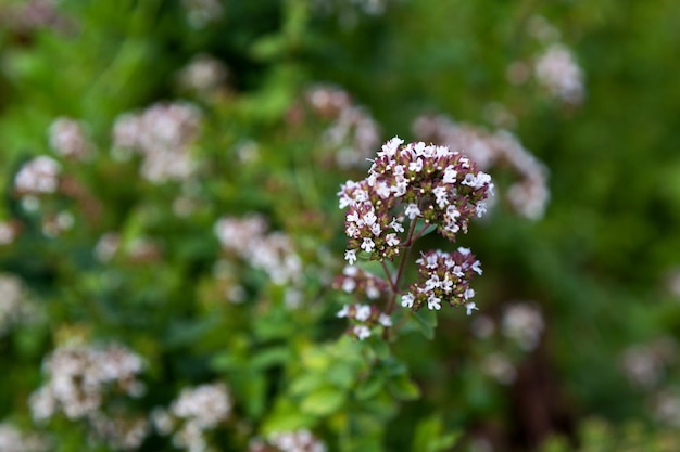 Un gros plan sur les fleurs du Thymus serpyllum