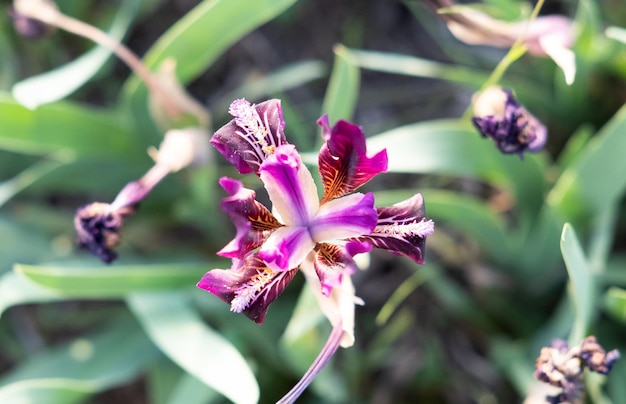 Gros plan de fleurs de fond de printemps sur un fond vert flou avec espace de copie