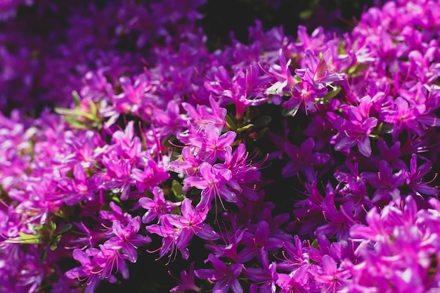 Gros plan fleurs fond violet coloré