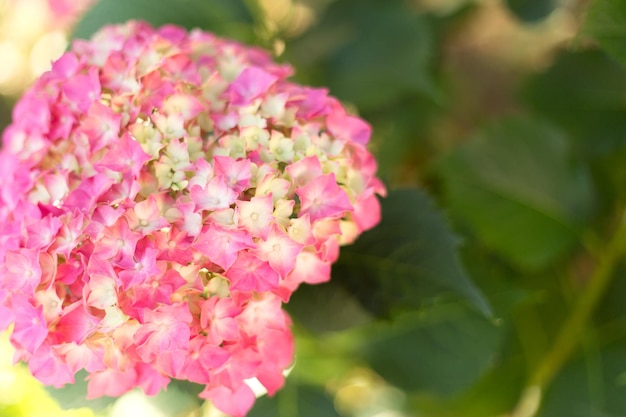 Gros plan fleurs fraîches d'hortensia rose clair arrière-plan flou
