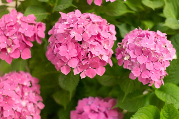 Gros plan fleurs fraîches d'hortensia rose clair arrière-plan flou