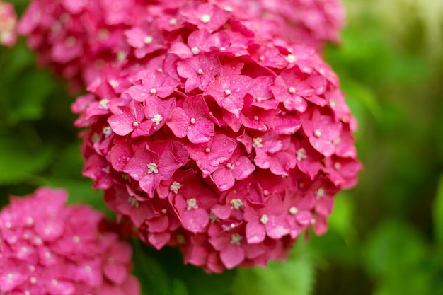 Gros plan fleurs fraîches d'hortensia rose clair arrière-plan flou