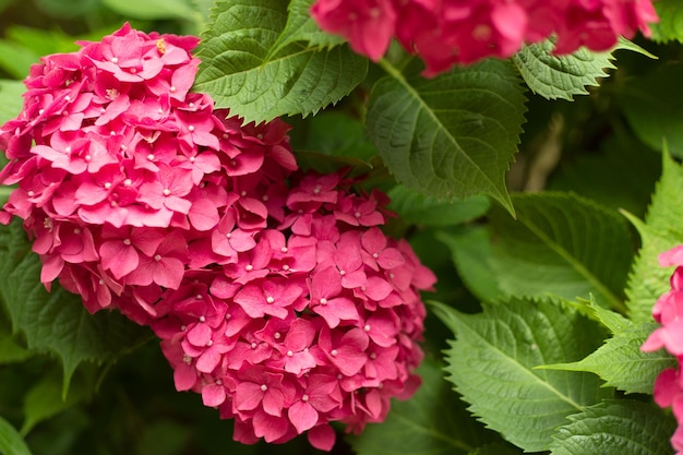 Gros plan fleurs fraîches d'hortensia rose clair arrière-plan flou