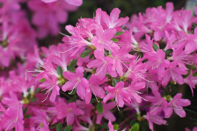 Gros plan de fleurs fraîches poussant dans le jardin pendant la journée