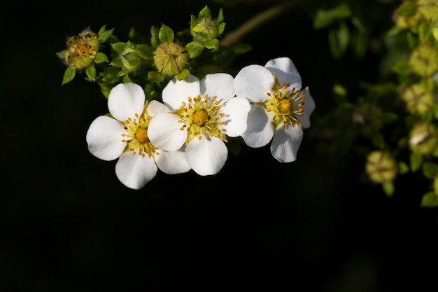 Gros plan de fleurs de fraises sauvages mise au point sélective Fond d'été floral naturel