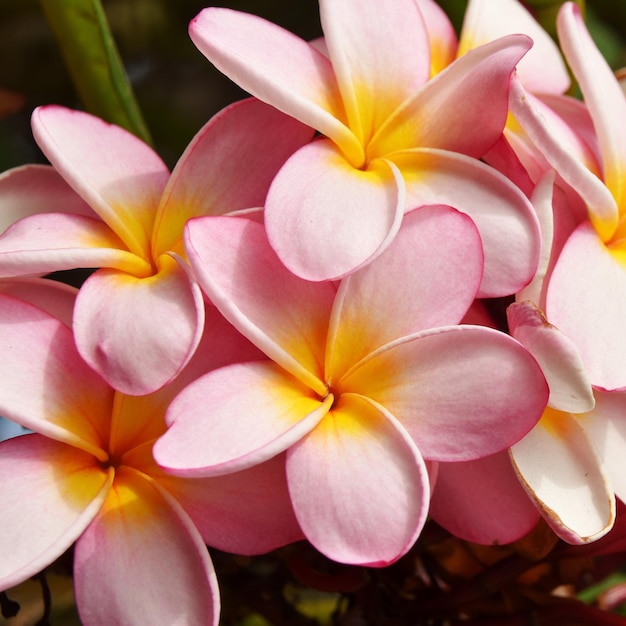 gros plan de fleurs de frangipanier rose