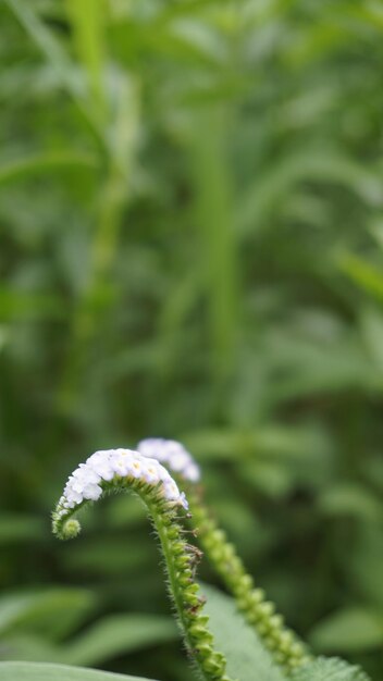 Gros plan de fleurs d'Heliotropium indicum également connu sous le nom d'héliotrope indien Turnsole Inde héliotrope indien brillant oeil blanc cleary wild clary Alacrancillo