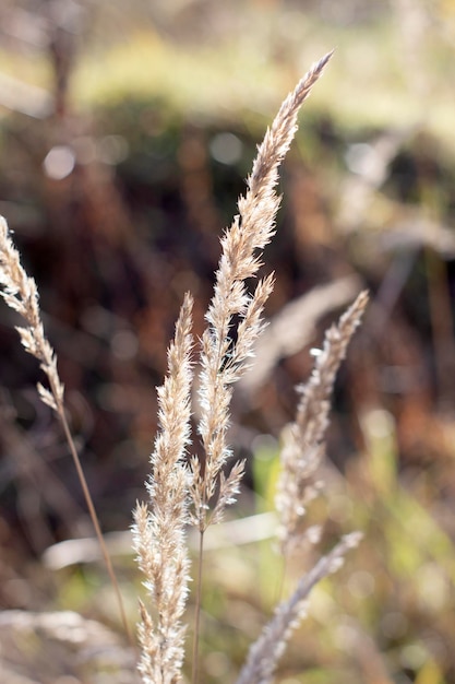 Gros plan de fleurs d'herbe sur le terrain mise au point sélective artistique arrière-plan estompé