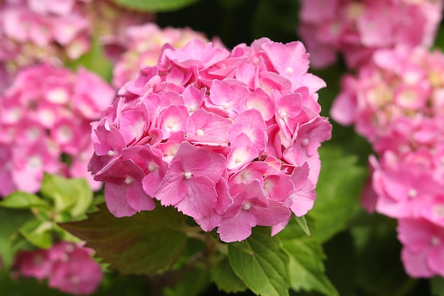 Photo gros plan de fleurs d'hortensia ou d'hortensia buissons en fleurs beauté dans la nature fond floral