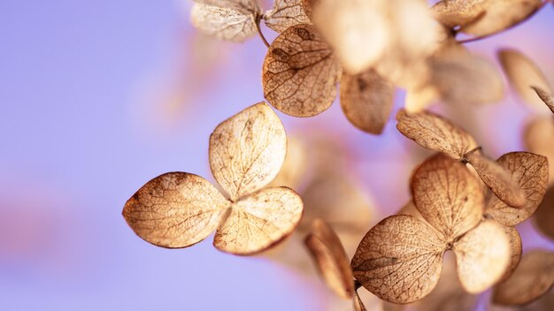 Gros plan de fleurs d'hortensia paniculata fanées sur fond flou violet