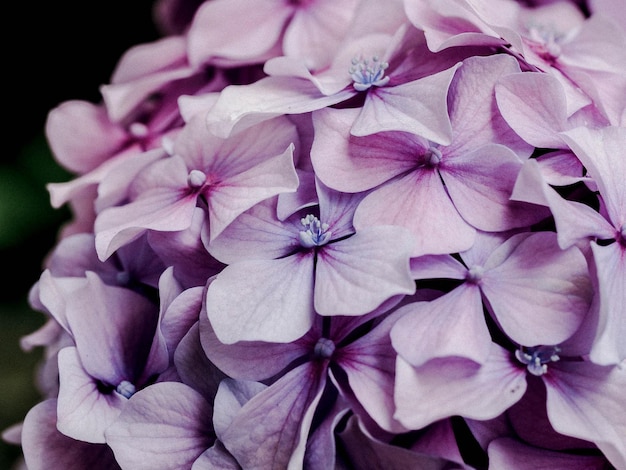 Un gros plan des fleurs d'hortensia roses