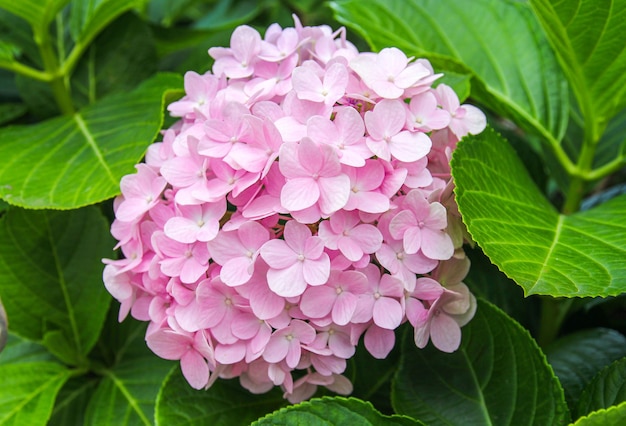 Gros plan de fleurs d'hortensias roses