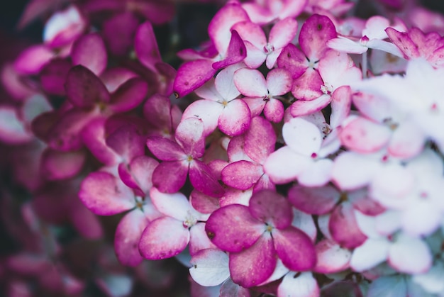 Gros plan de fleurs d'hortensias Vanille Fraise fleurs blanches violettes en arrière-plan