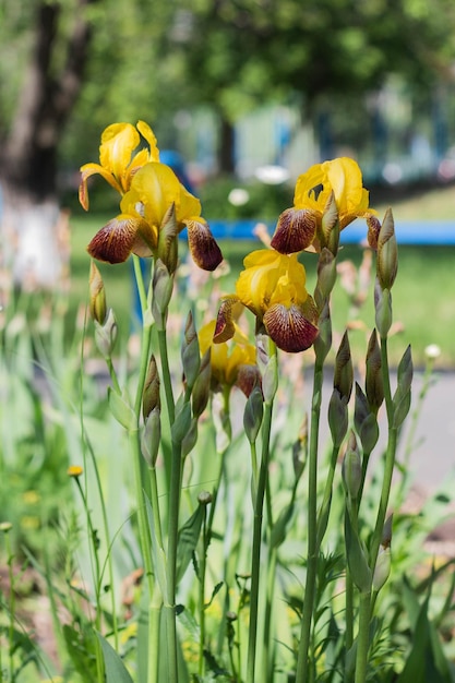 Gros plan de fleurs d'iris jaune en fleurs