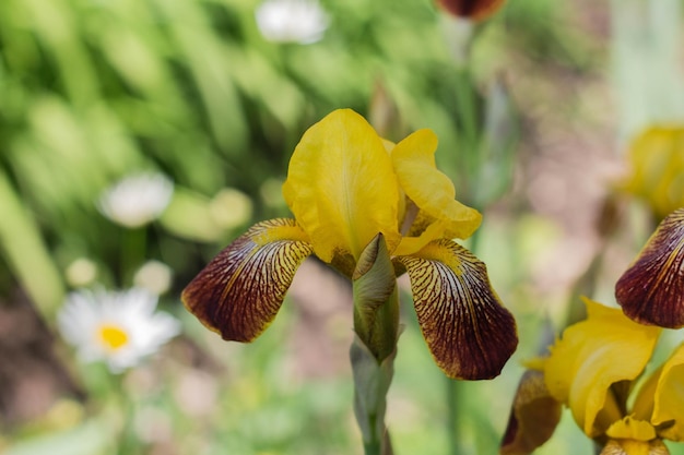 Gros plan de fleurs d'iris jaune en fleurs