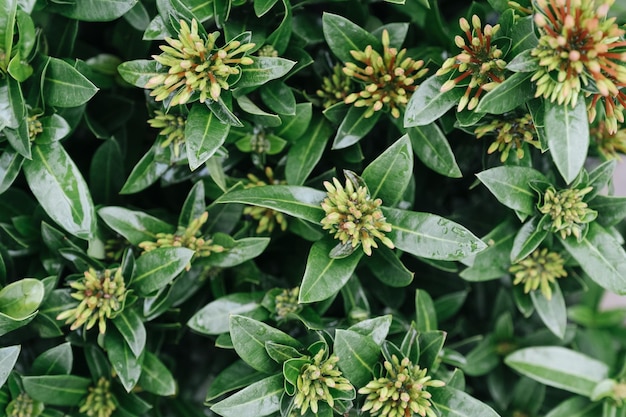 Un gros plan des fleurs d'Ixora rouges en arrière-plan.