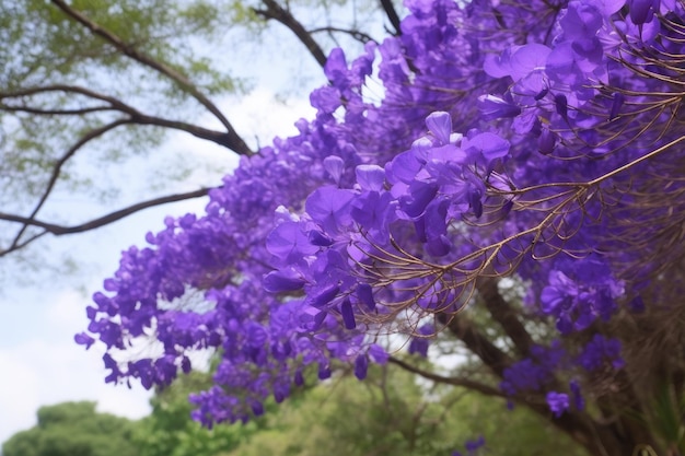 Gros plan de fleurs de jacaranda violettes vibrantes créées avec une IA générative