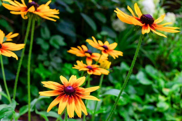 Gros plan de fleurs jaunes dans le jardin