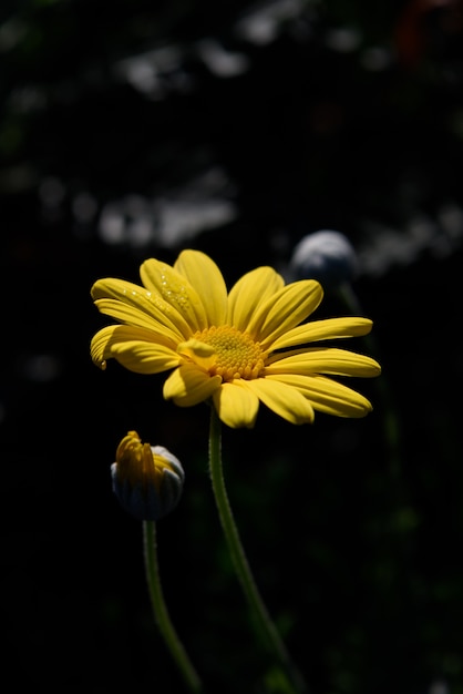 Gros plan de fleurs jaunes (Euryops pectinatus)