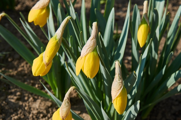 Gros plan de fleurs jaunes jonquille avec de l'herbe verte.