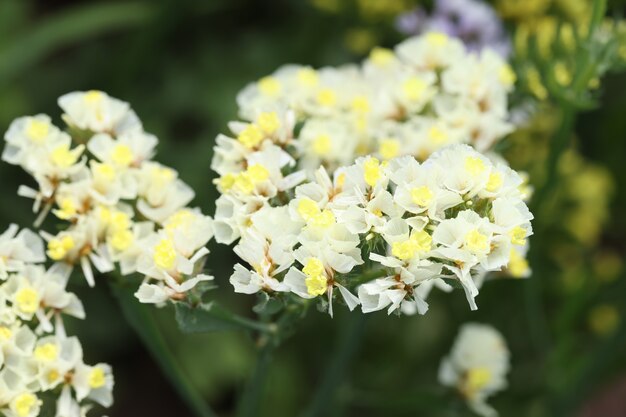 Gros plan des fleurs jaunes de statice qui poussent dans le jardin. Concept de protection de l'environnement