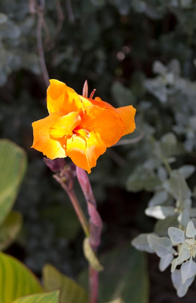 Gros plan de fleurs jaunes